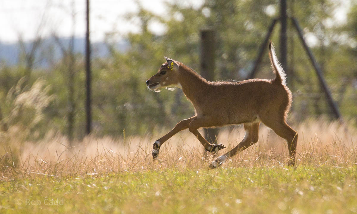 Nilgai : Whipsnade : 02 Aug 2015