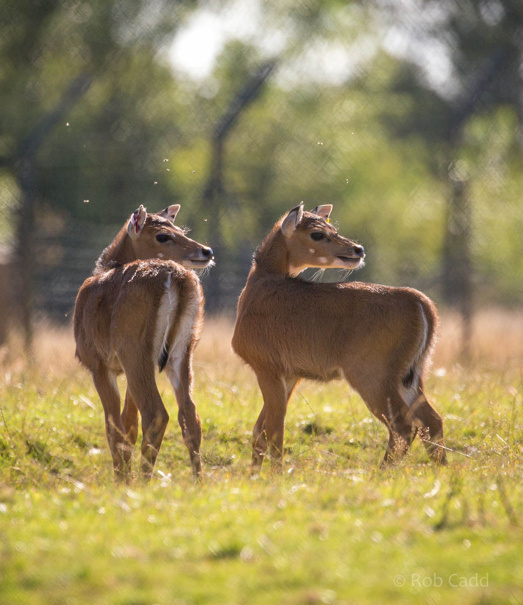 Nilgai : Whipsnade : 02 Aug 2015
