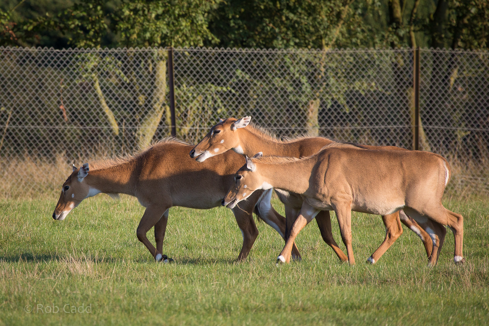 Nilgai : Whipsnade : 07 Sep 2014