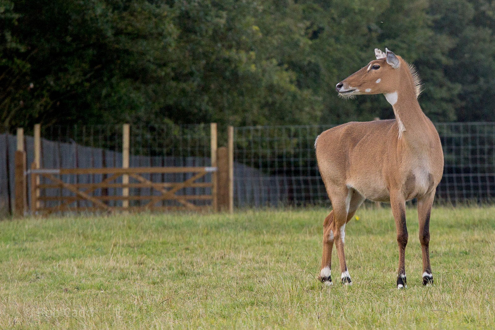 Nilgai : Whipsnade : 16 Aug 2014