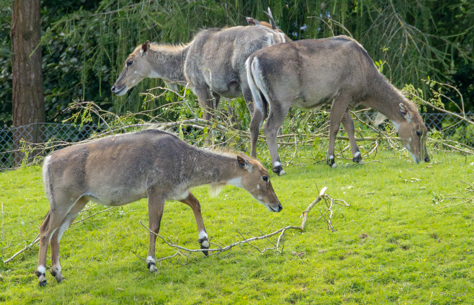 Nilgai : Whipsnade : 16 Jun 2024