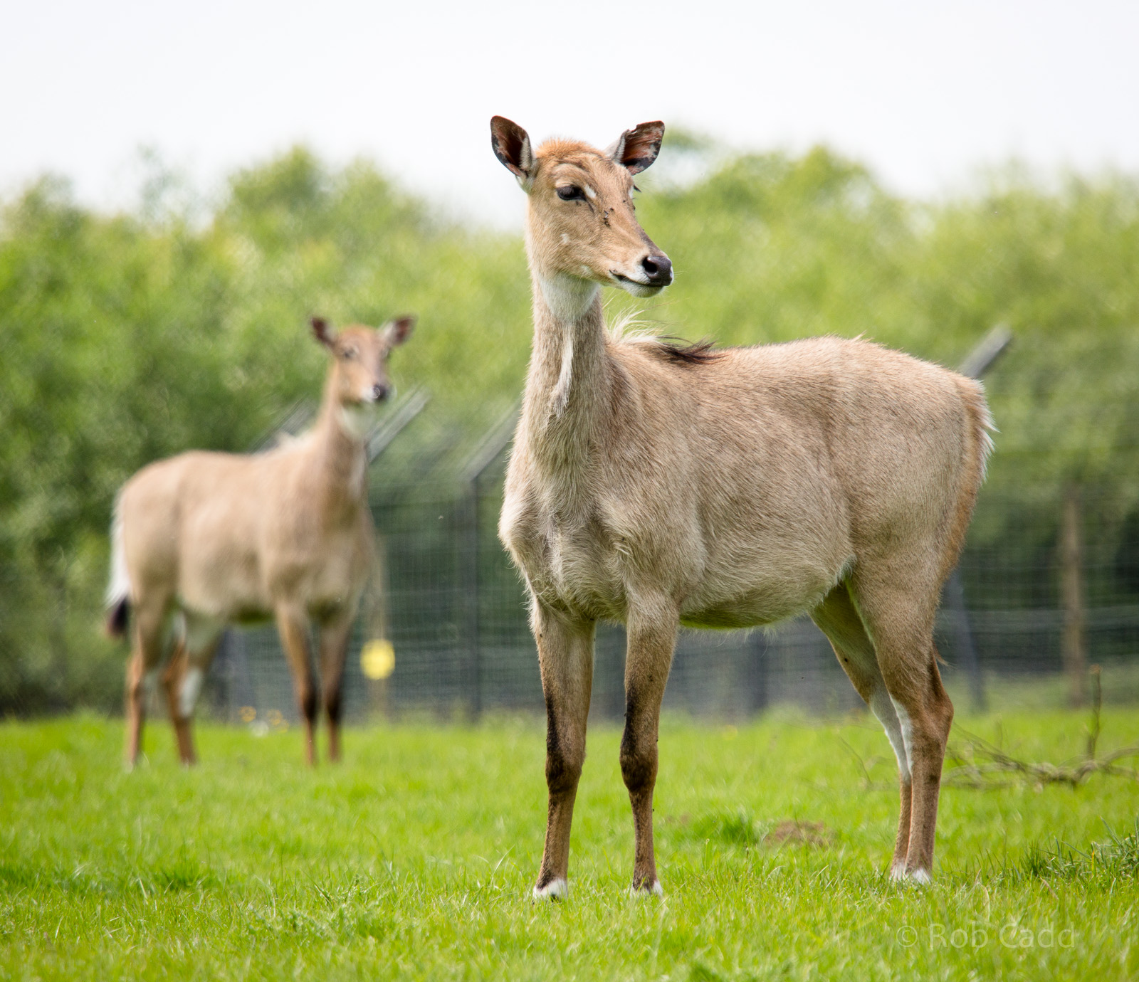 Nilgai : Whipsnade : 16 May 2014