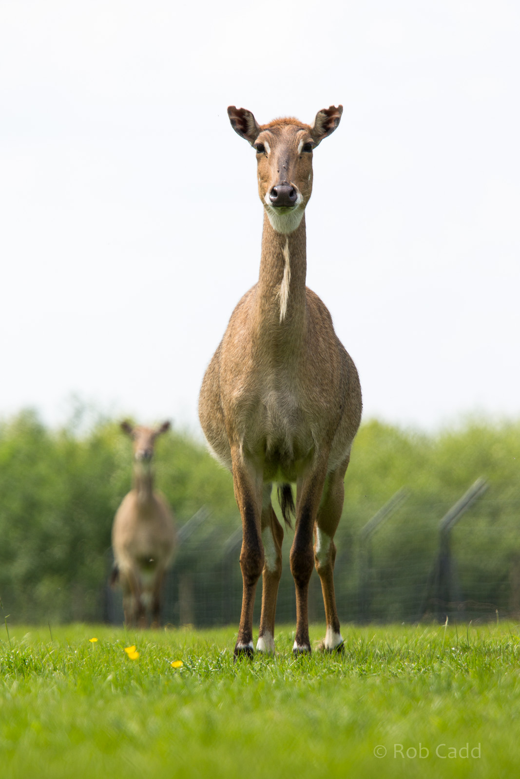 Nilgai : Whipsnade : 16 May 2014