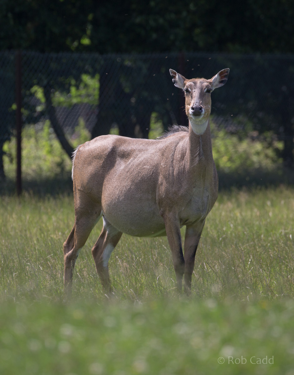 Nilgai : Whipsnade : 17 Jul 2016