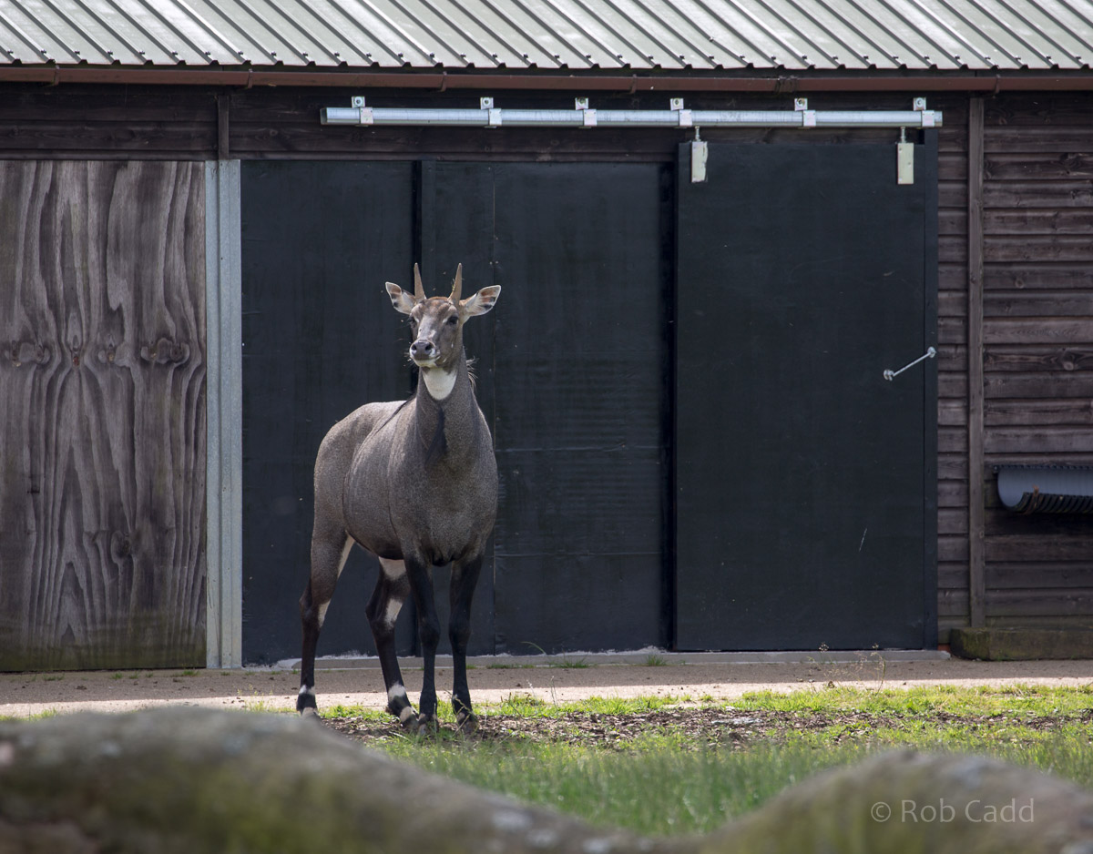 Nilgai : Whipsnade : 17 Jul 2016