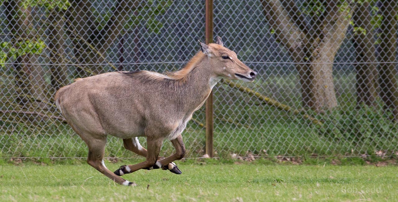 Nilgai : Whipsnade : 17 May 2015