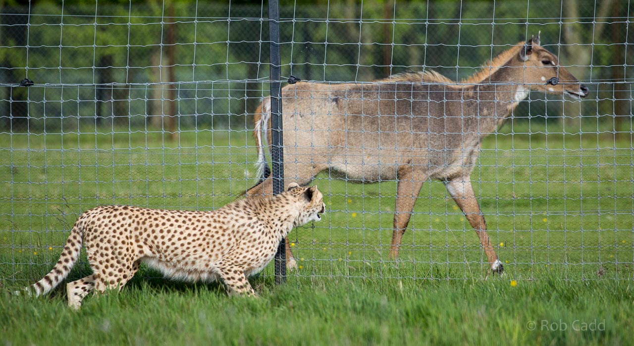 Nilgai : Whipsnade : 17 May 2015