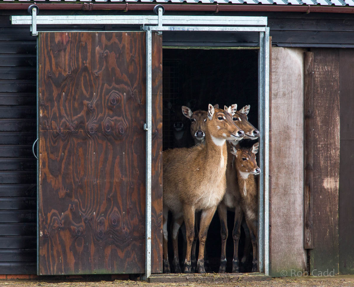 Nilgai : Whipsnade : 19 Nov 2015