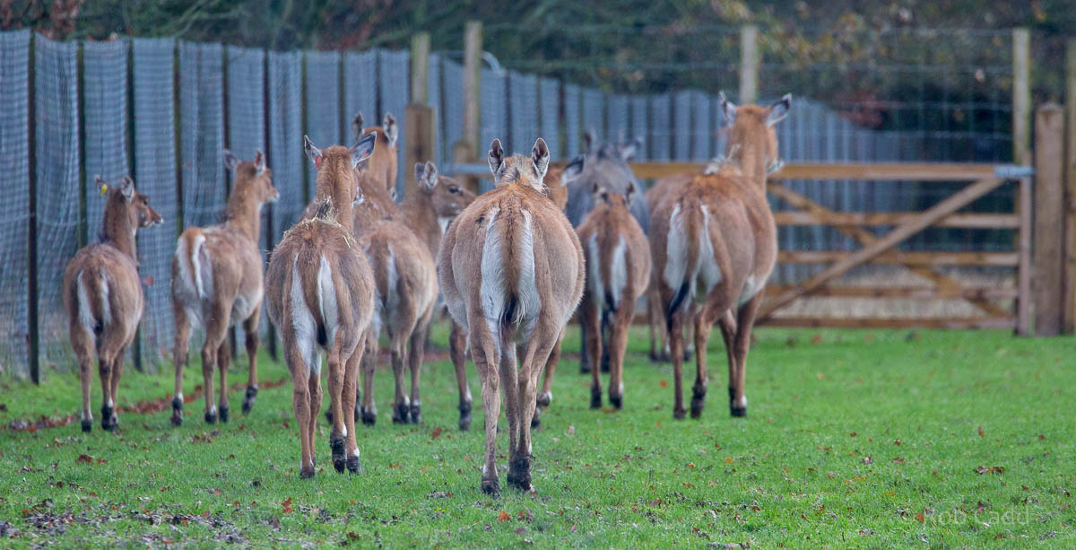 Nilgai : Whipsnade : 19 Nov 2015