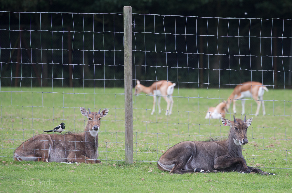 Nilgai : Whipsnade : 20 Aug 2017