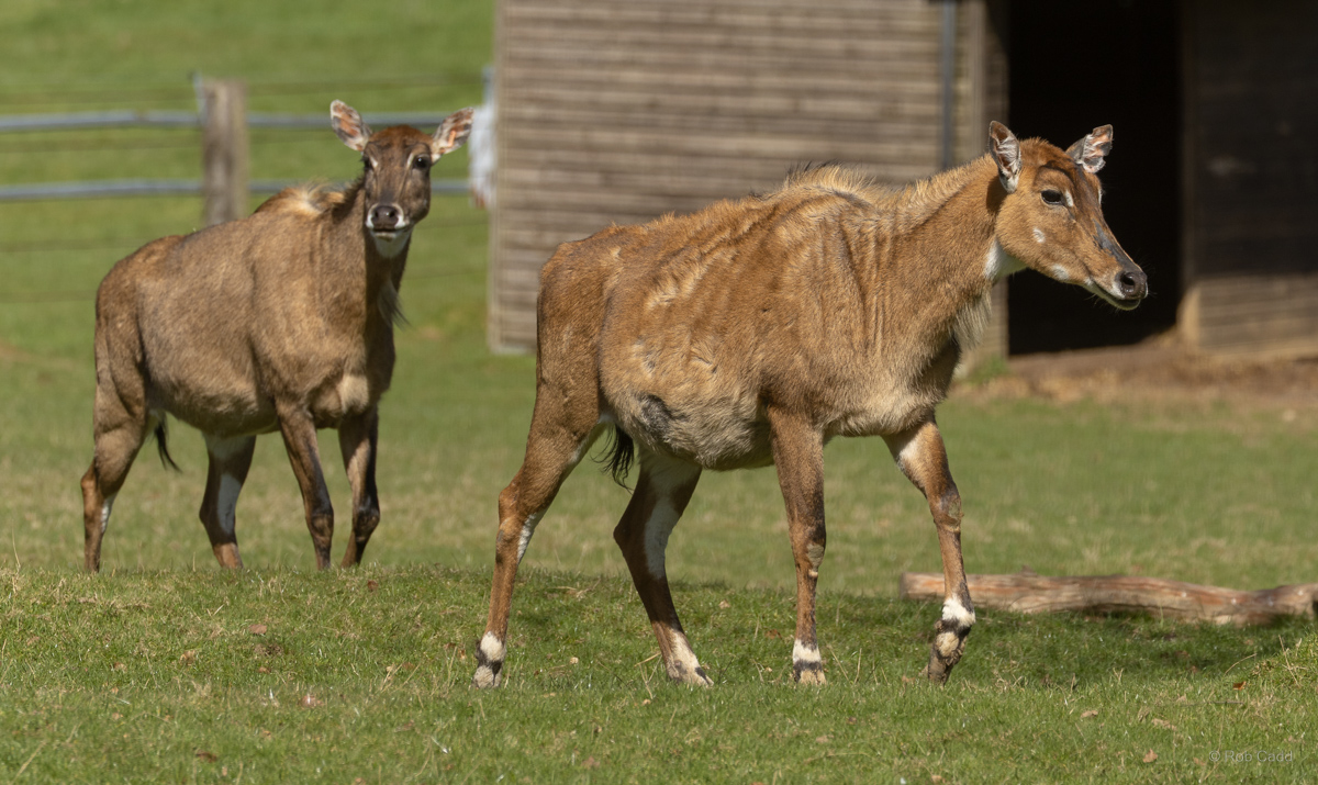 Nilgai : Whipsnade : 22 Mar 2025