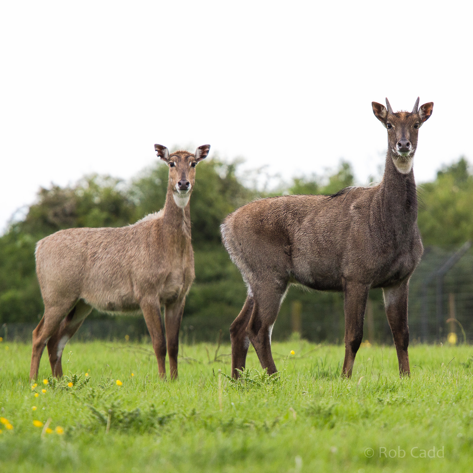 Nilgai : Whipsnade : 24 May 2014