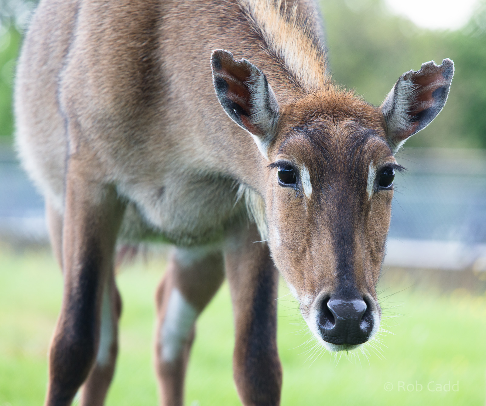 Nilgai : Whipsnade : 24 May 2014