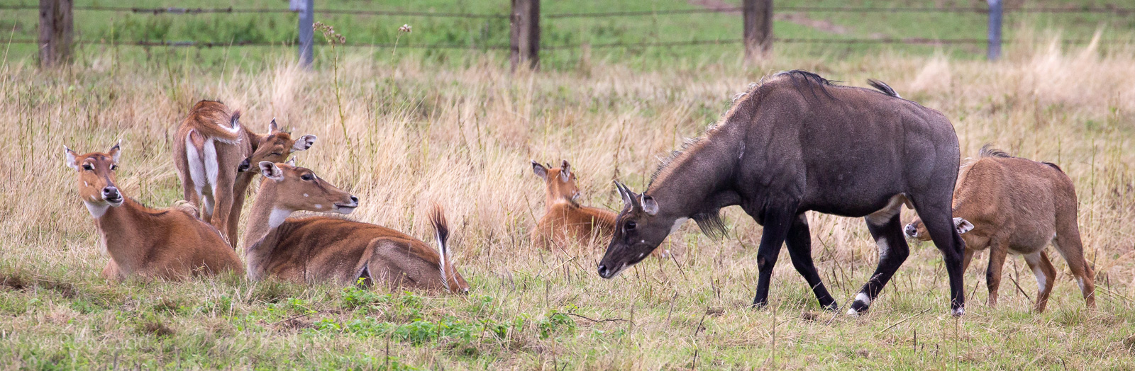 Nilgai : Whipsnade : 27 Aug 2018