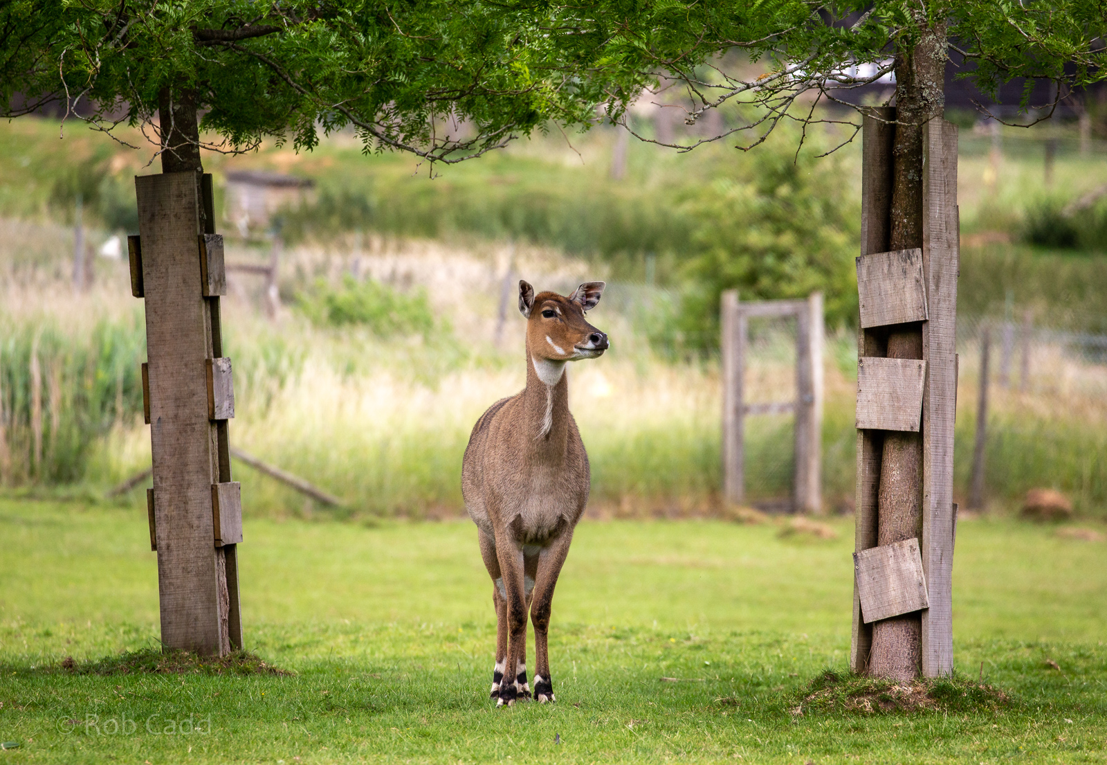 Nilgai : Whipsnade : 29 Jun 2020