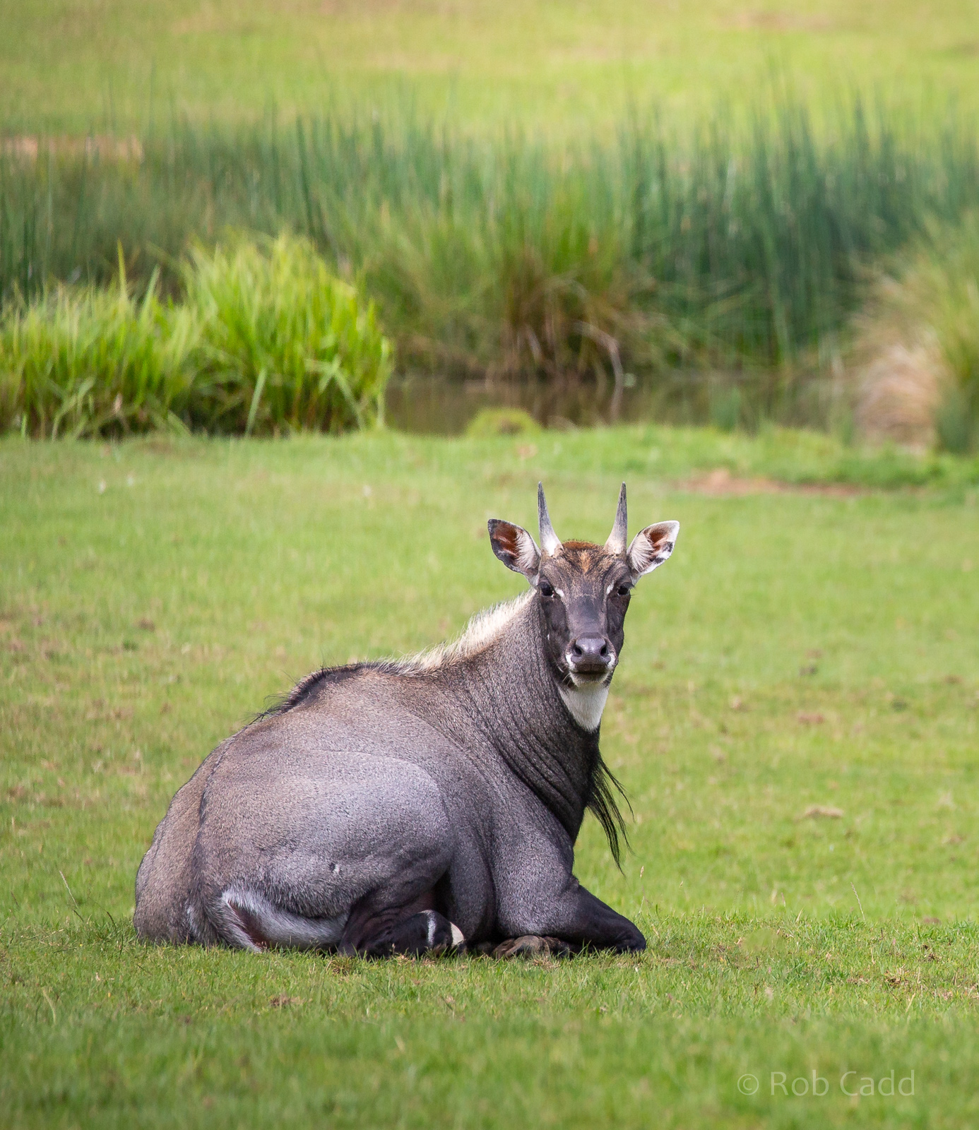 Nilgai : Whipsnade : 29 Jun 2020