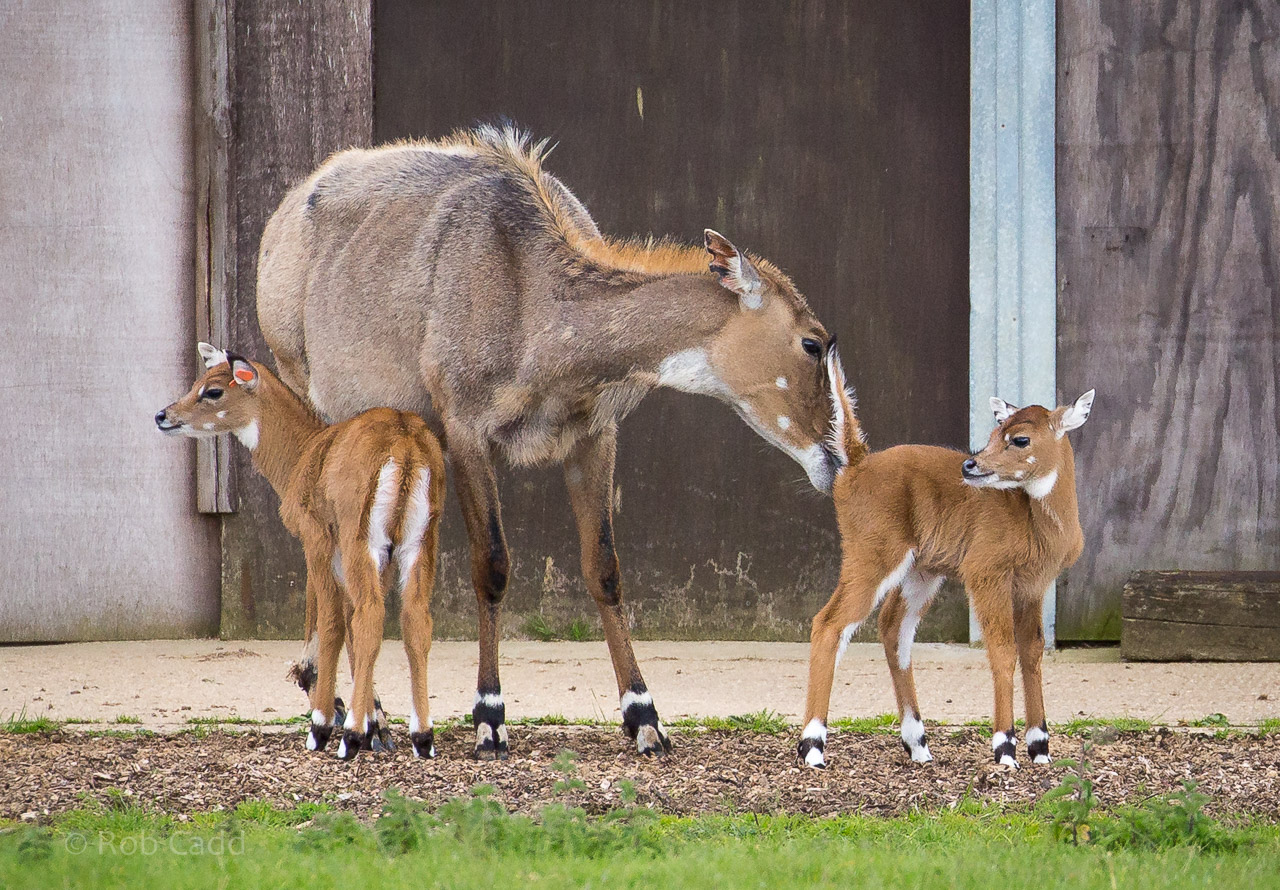 Nilgai : Whipsnade : 29 May 2015