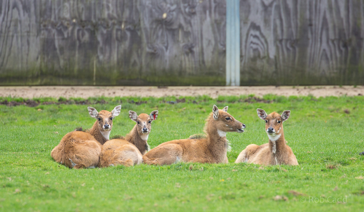 Nilgai : Whipsnade : 29 Oct 2017