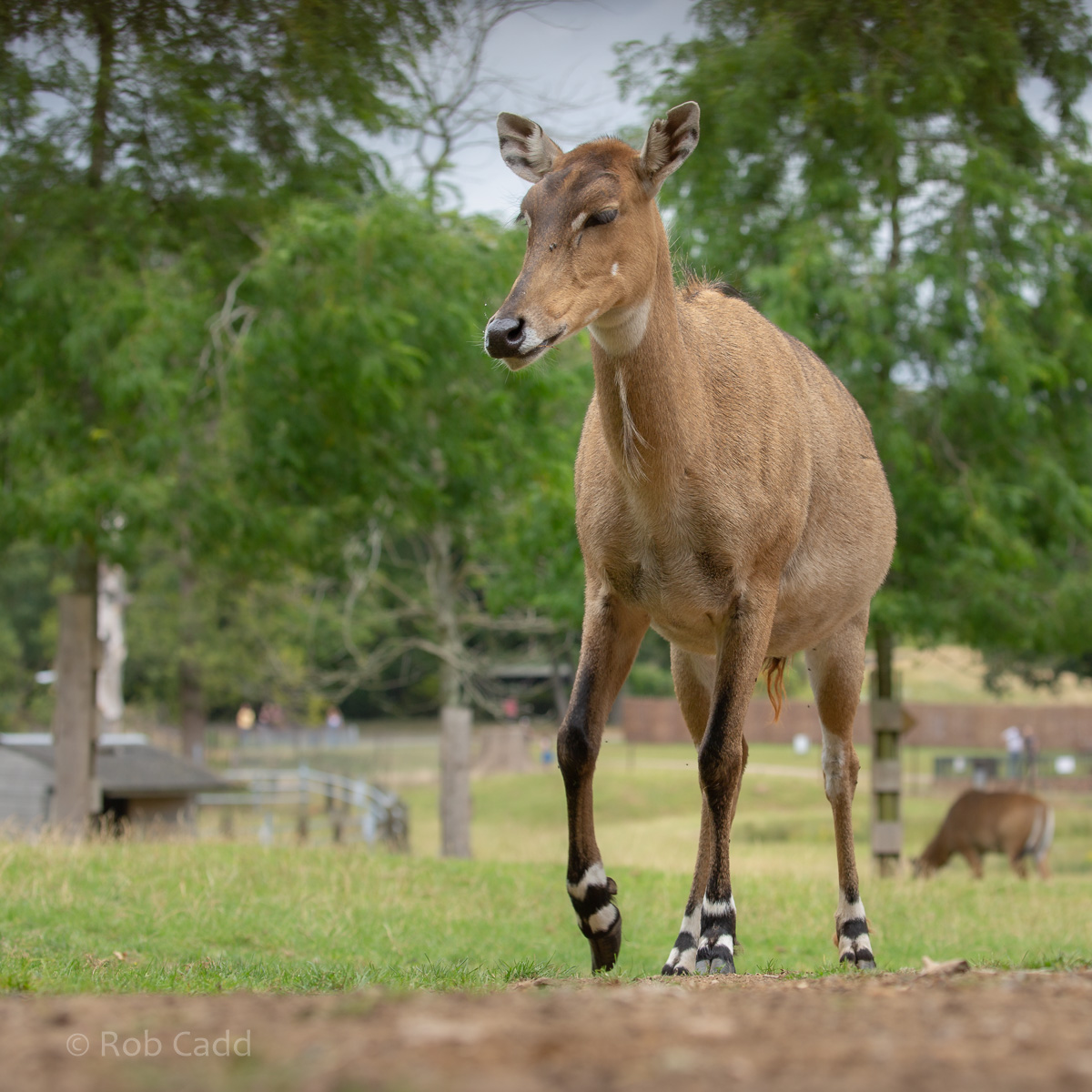 Nilgai : Whipsnade : 31 Aug 2019