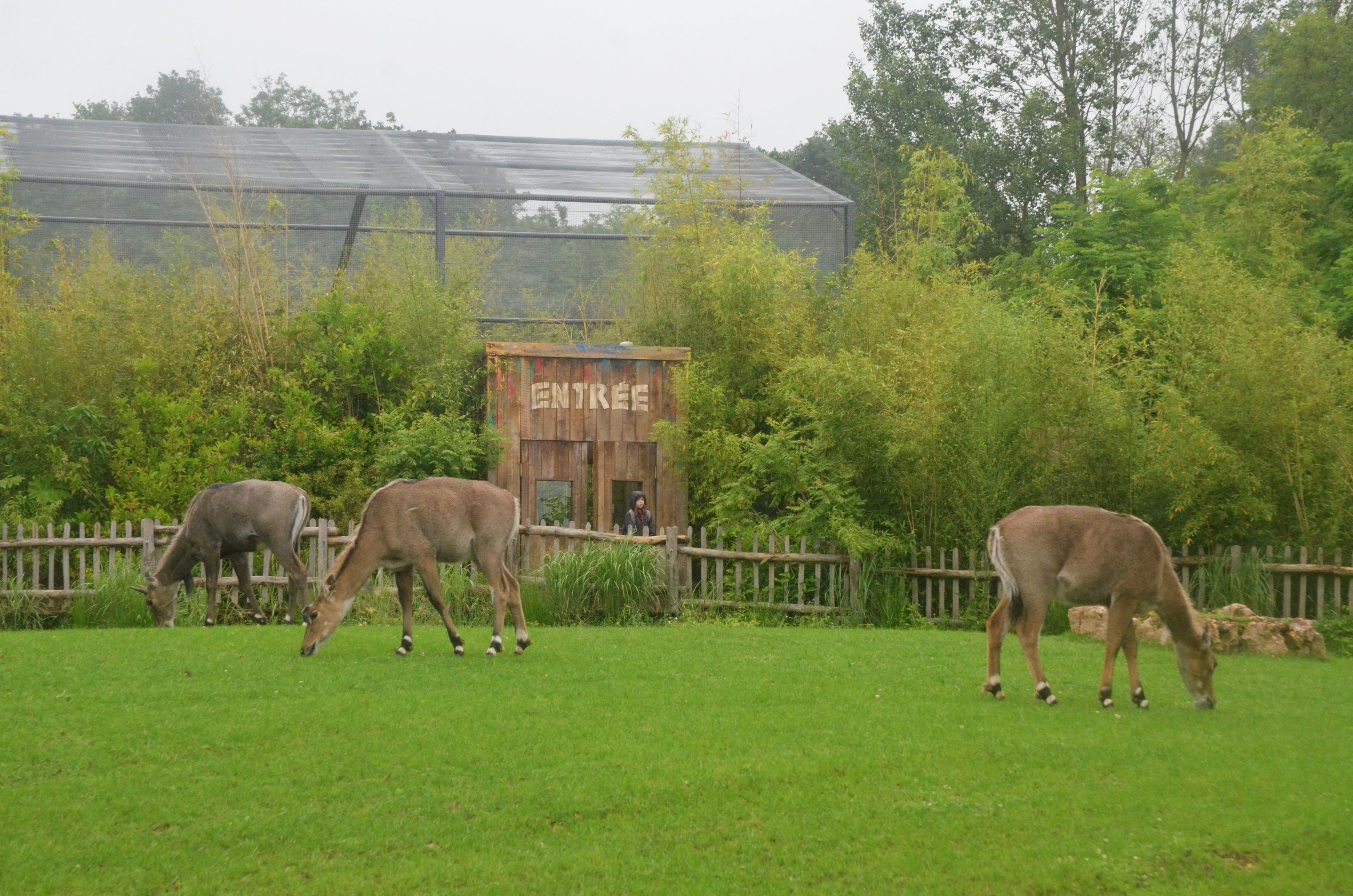 Nilgai with Rainbow Lorikeet Aviary at La Flèche, 11/06/18