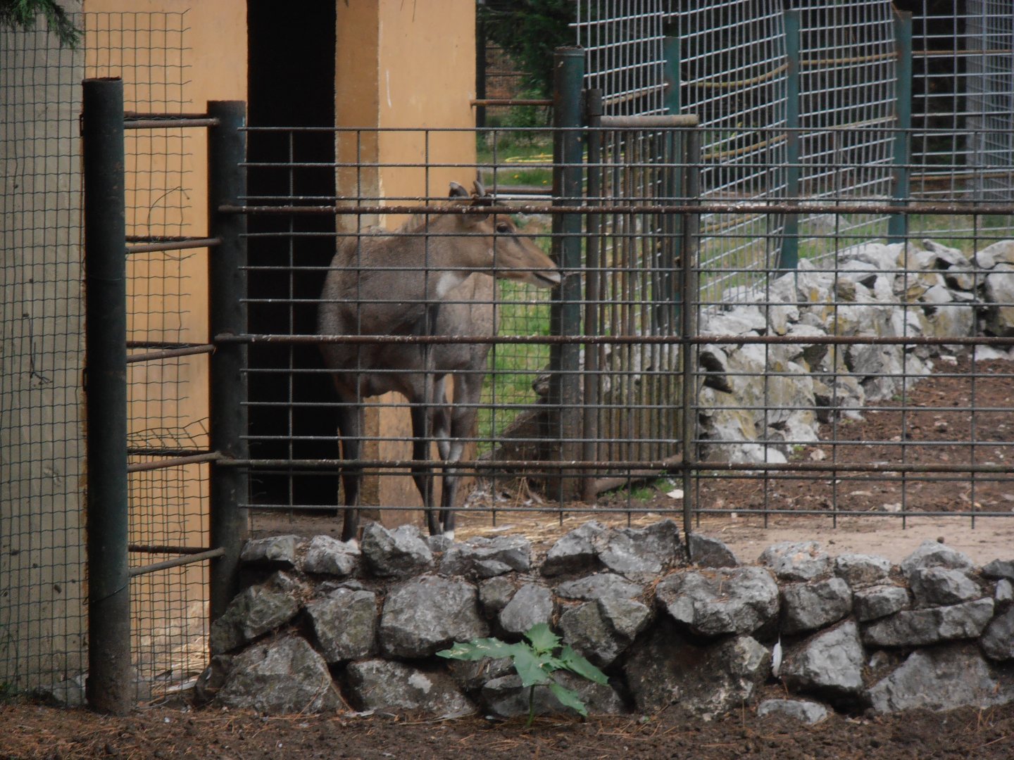 Nilgai-Zoo Bassin D'Arcachon (2012)
