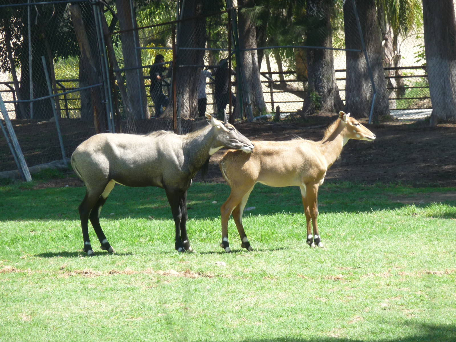 nilgai zoologico del altiplano tlaxcala