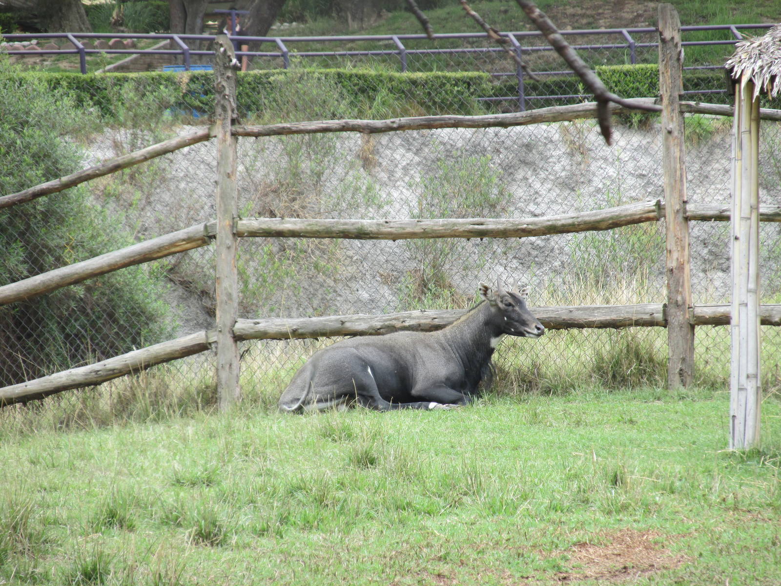 nilgai zoologico del altiplano