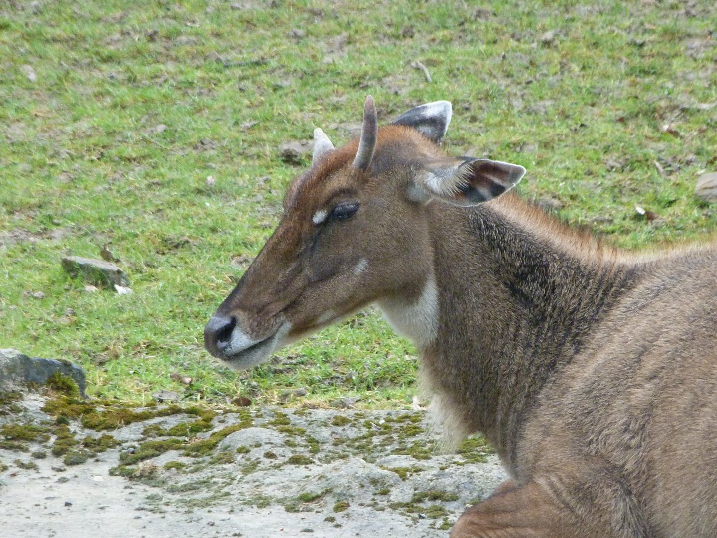 Nilgai -ZooParc de Beauval (2025)