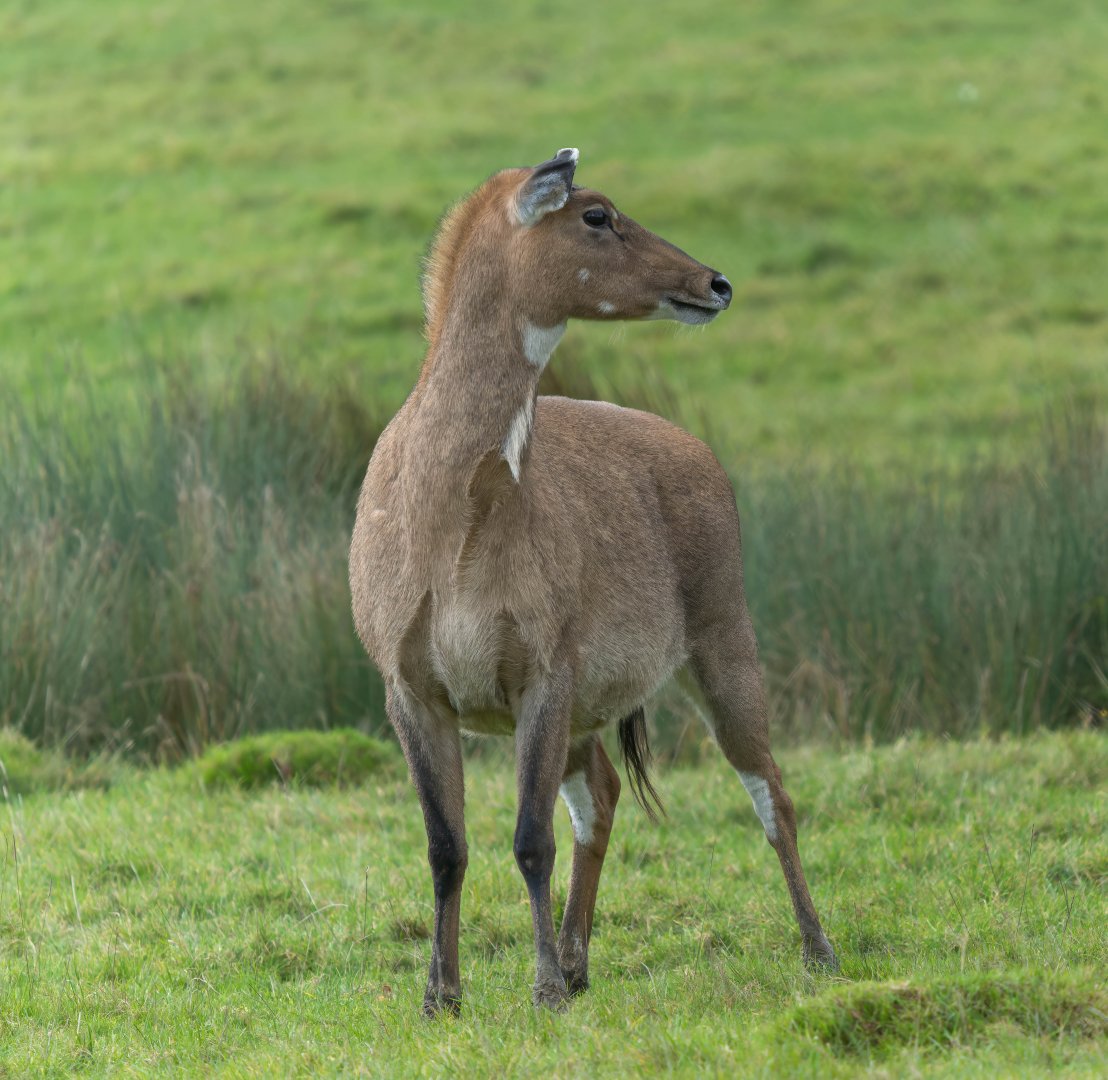 Nilgai, ZSL Whipsnade, UK