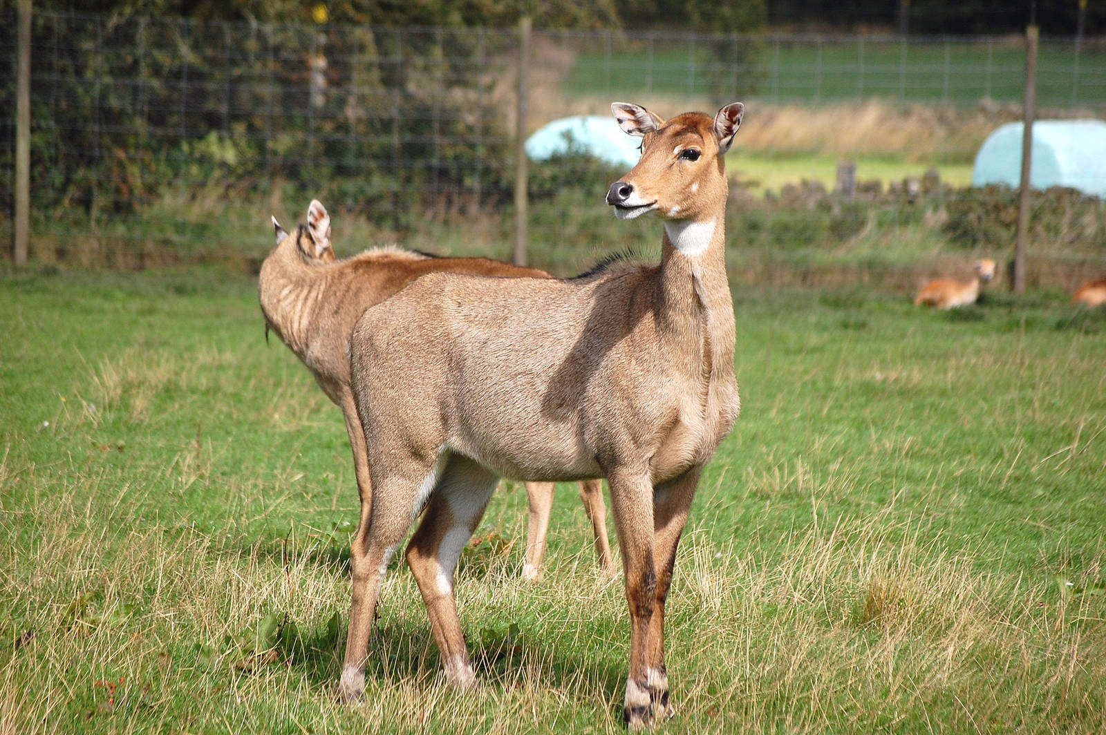 Nilgai