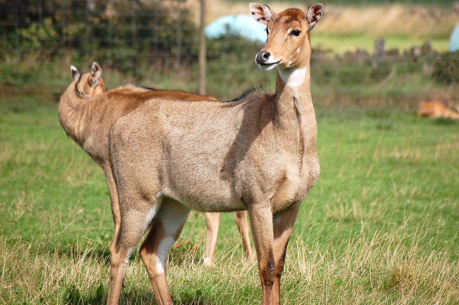 Nilgai