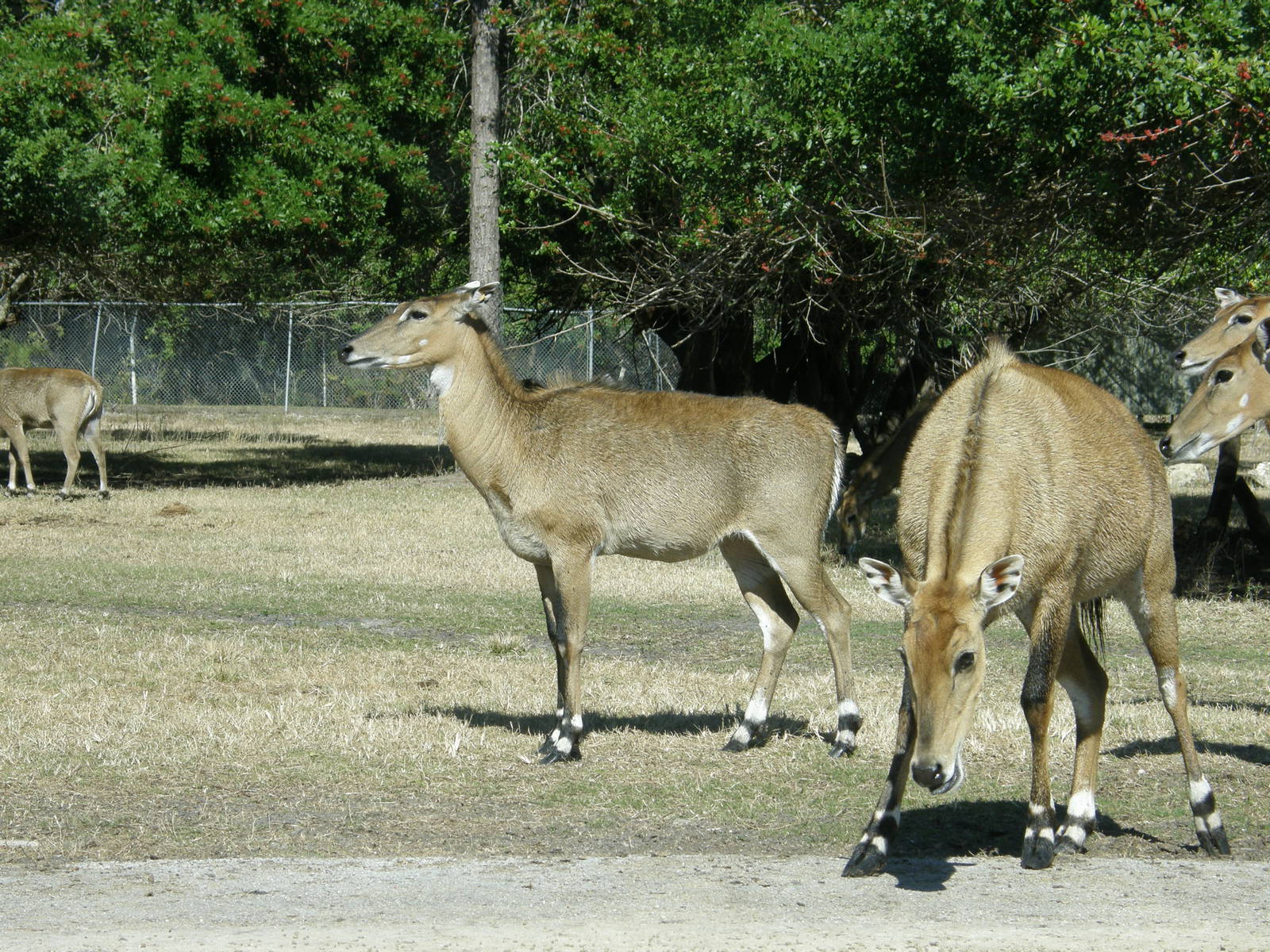 nilgai