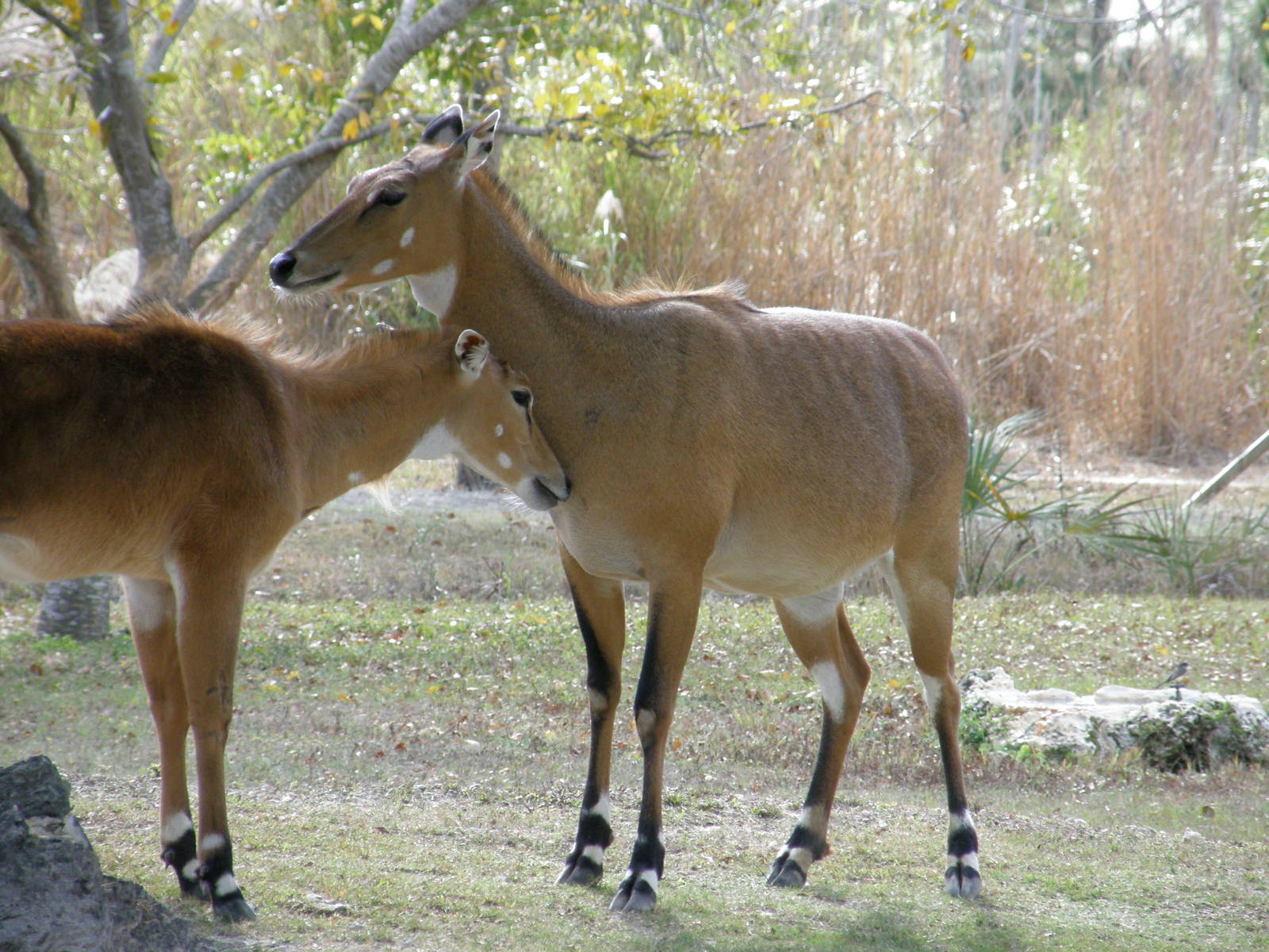 nilgai