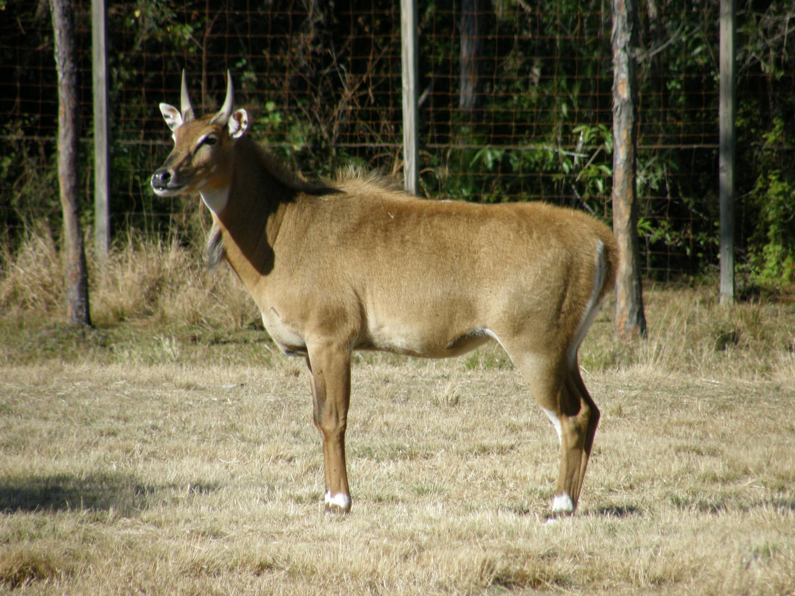 nilgai