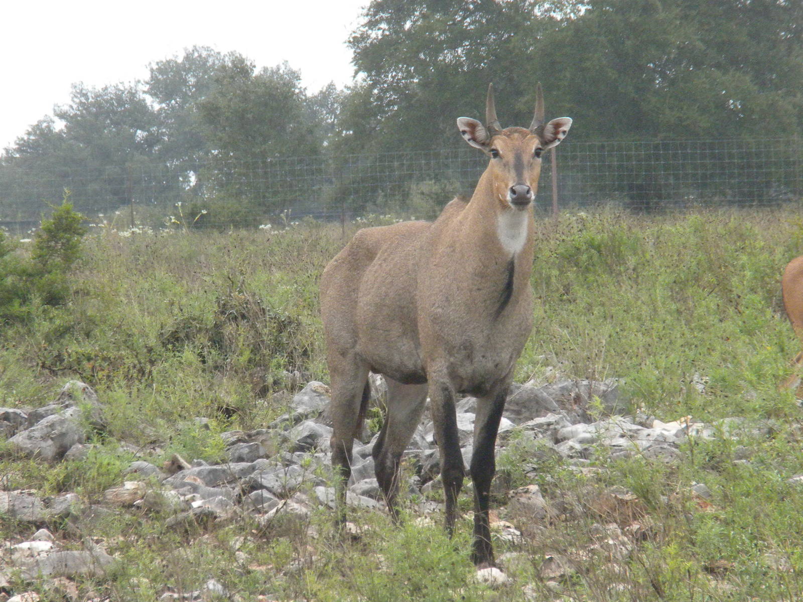 Nilgai