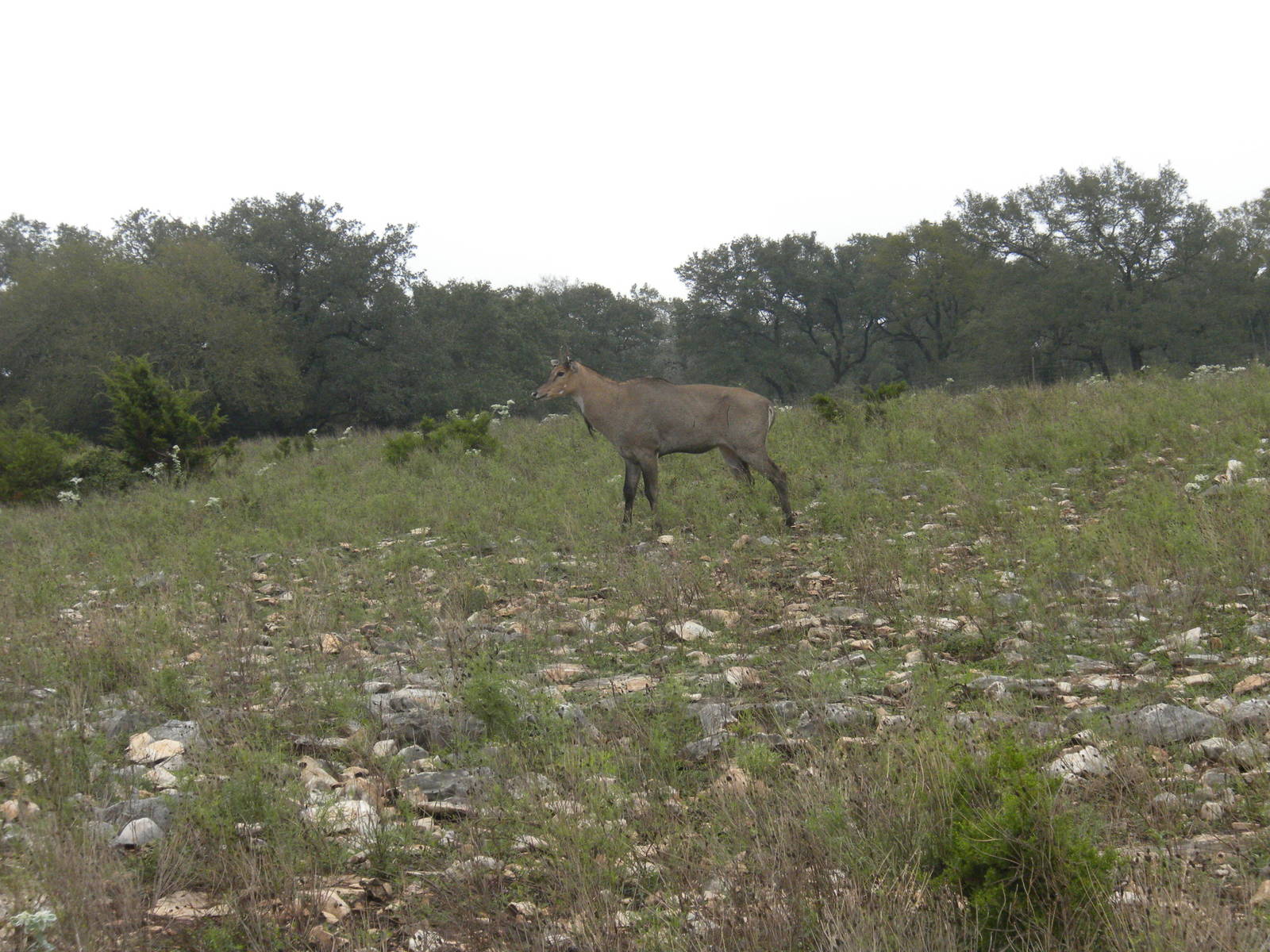 Nilgai