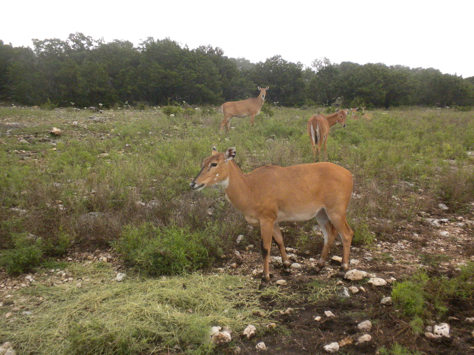 Nilgai