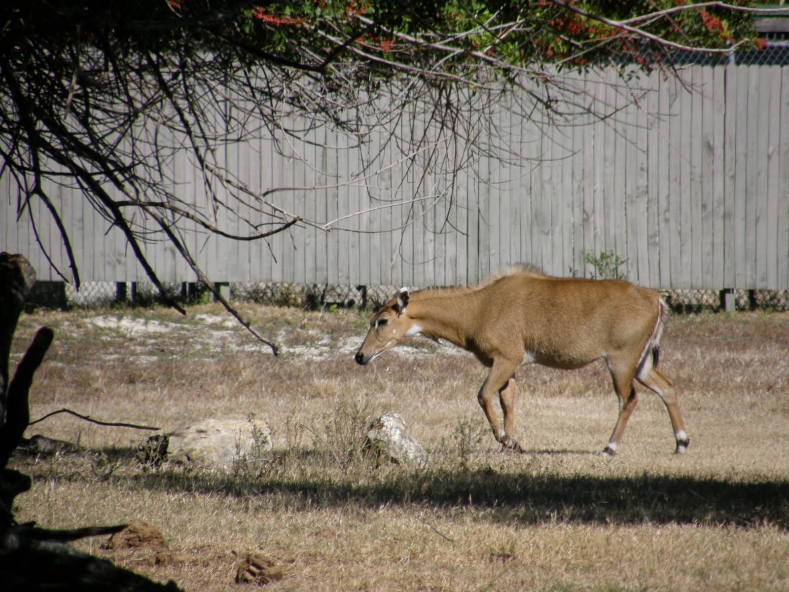 nilgai