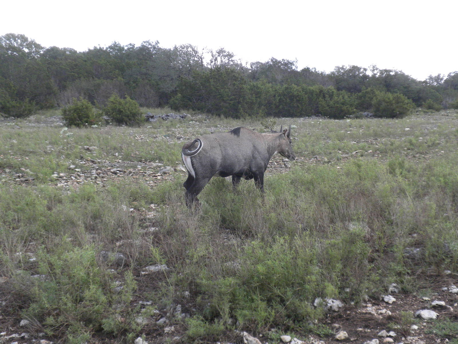 Nilgai