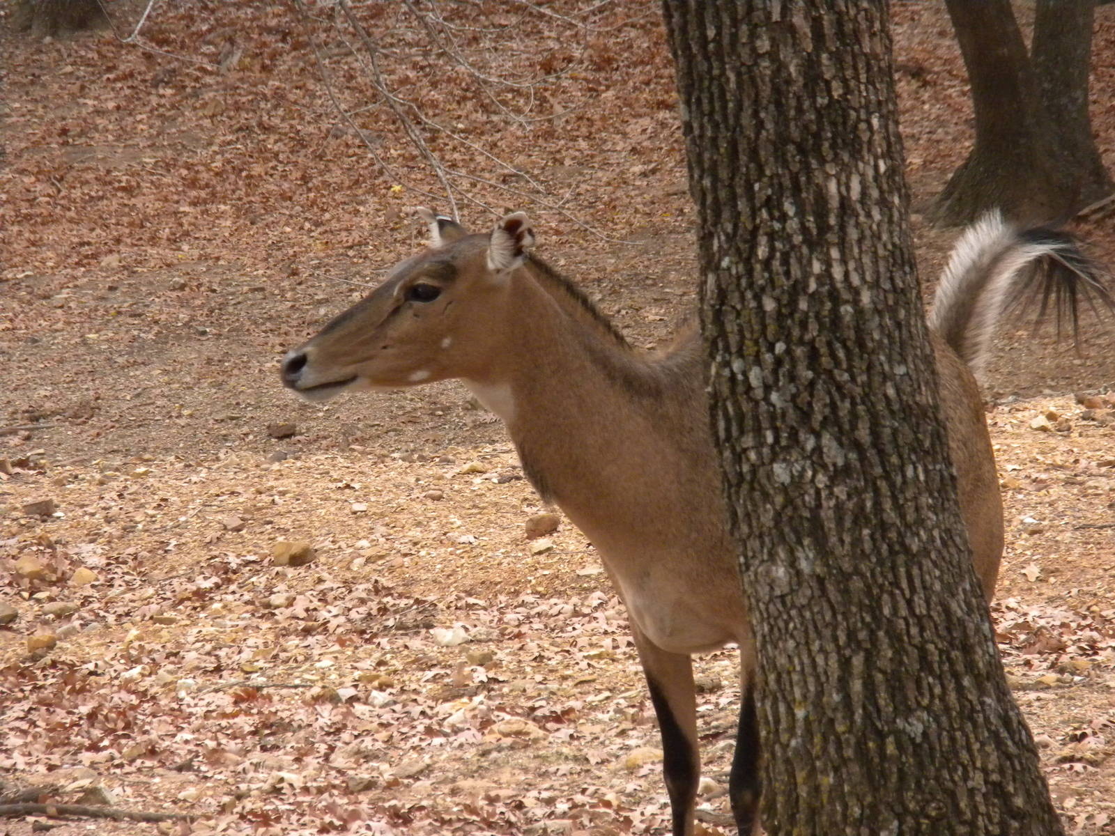 Nilgai