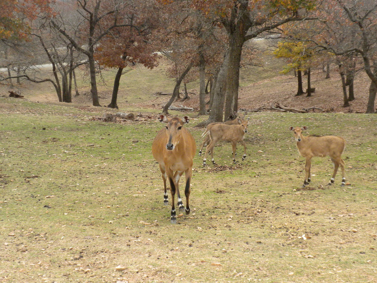 Nilgai