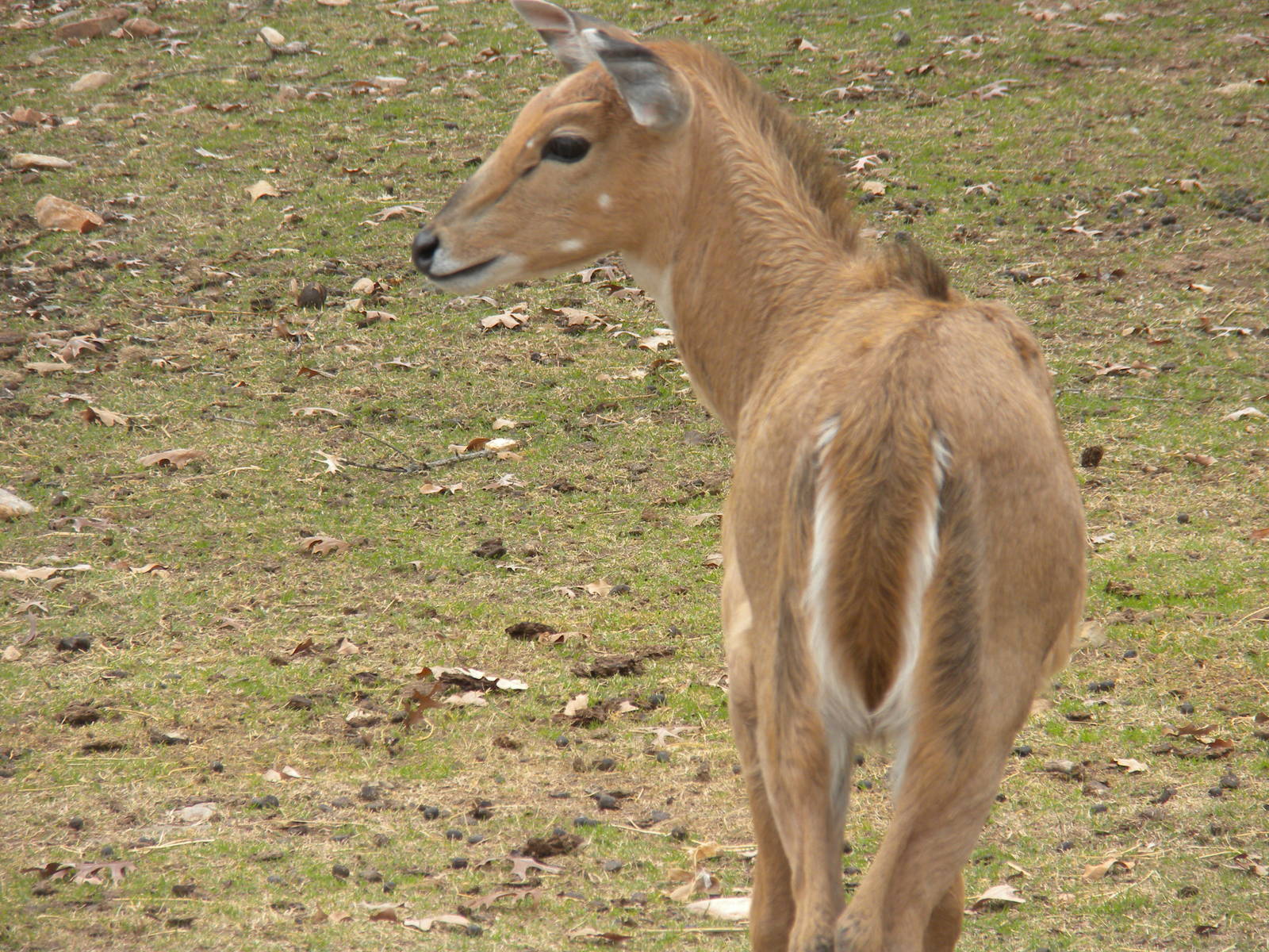 Nilgai