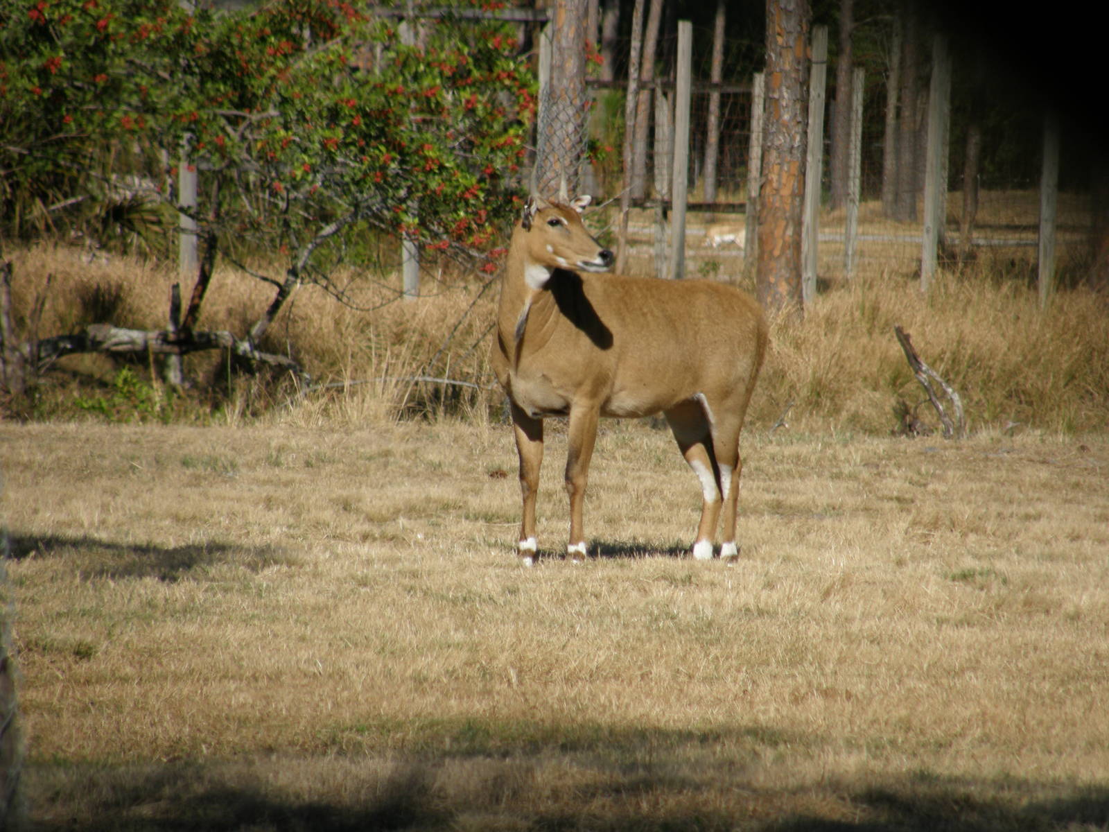 nilgai