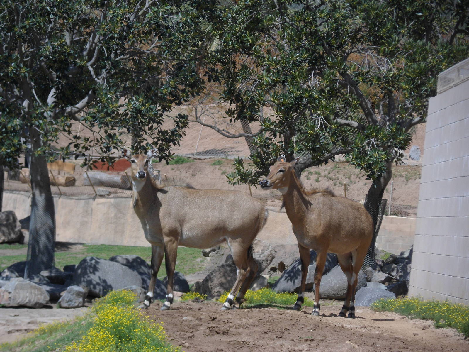 Nilgai