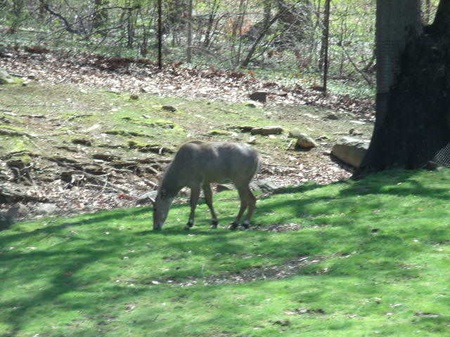 Nilgai