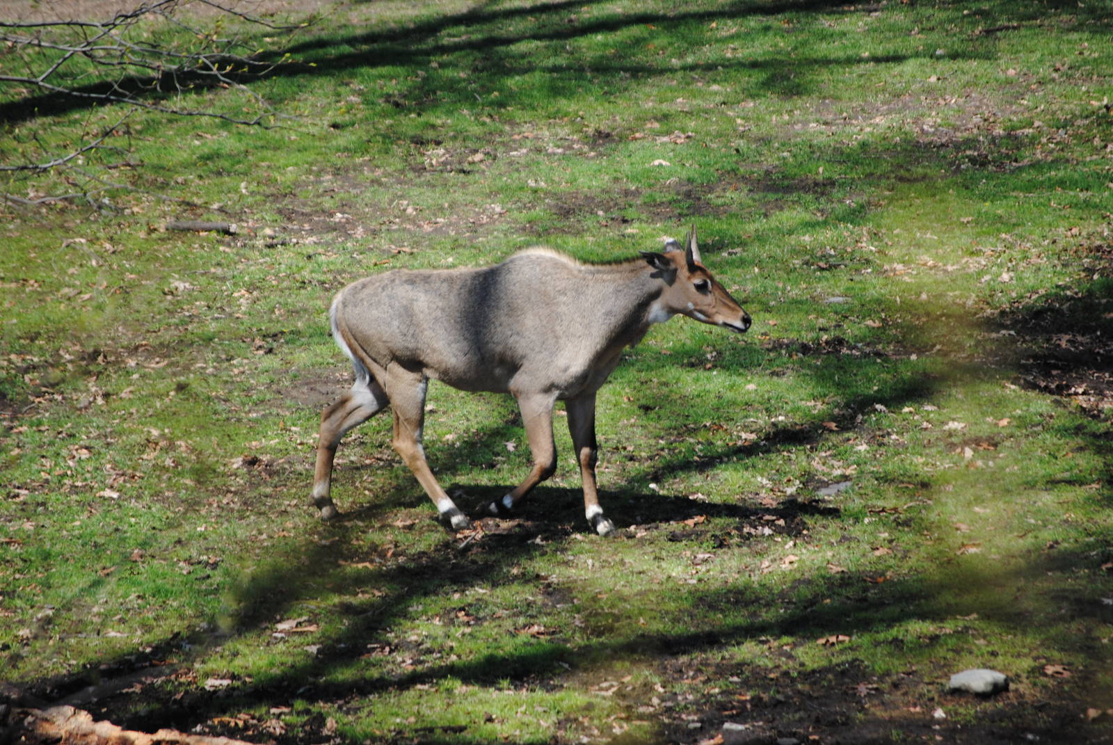 Nilgai