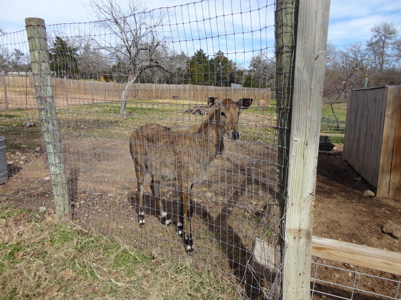 Nilgai