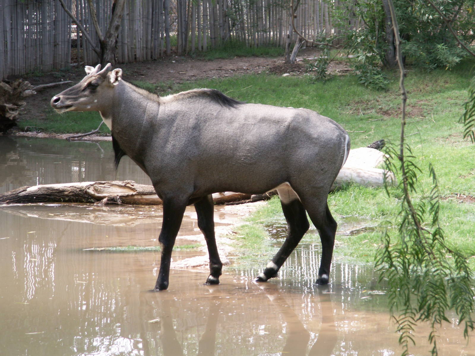 Nilgai