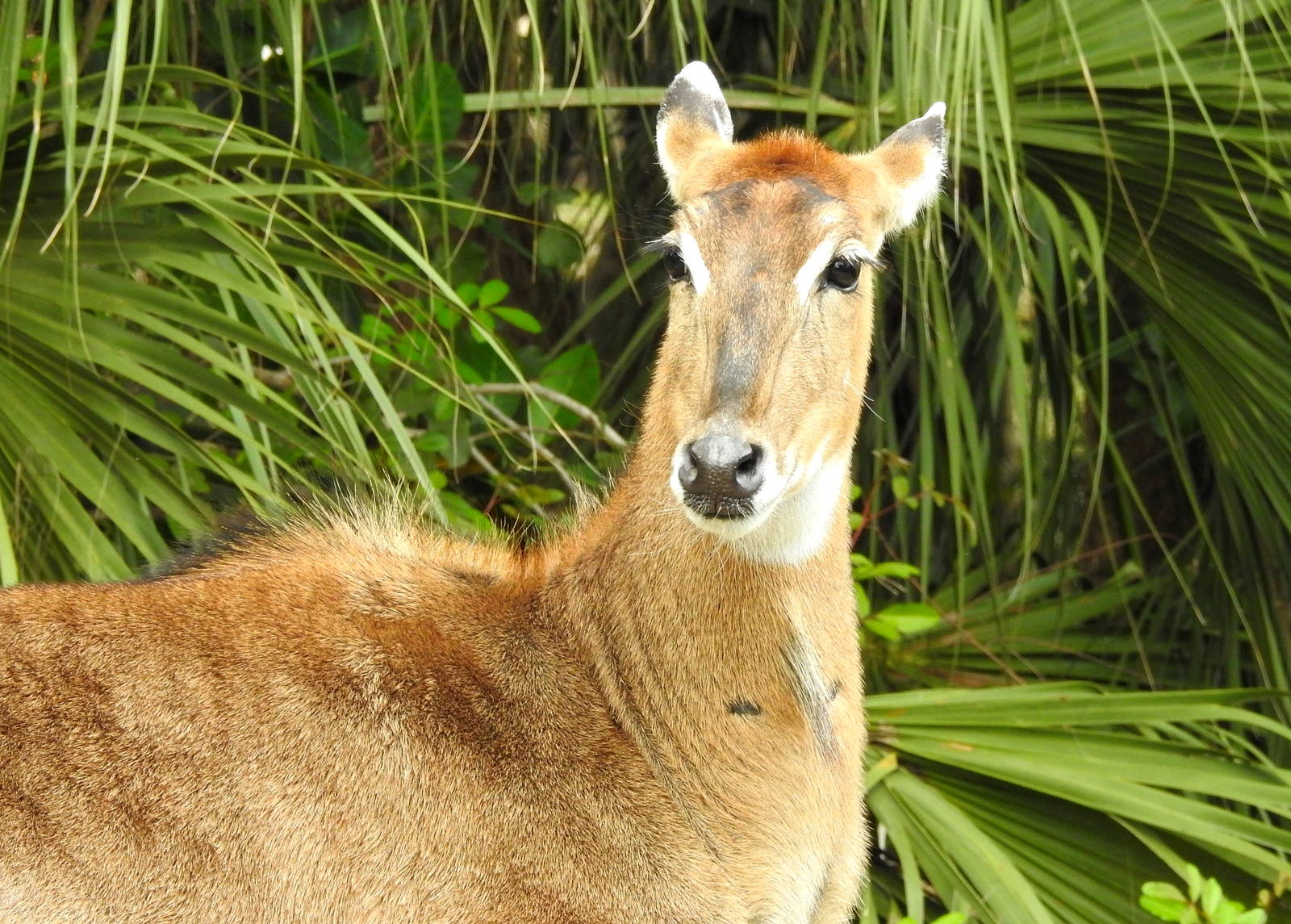 Nilgai