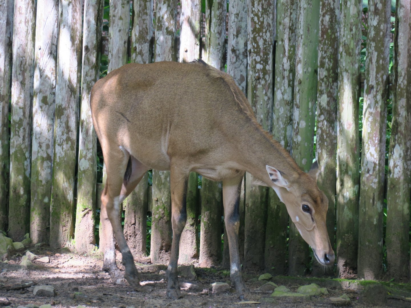 Nilgai